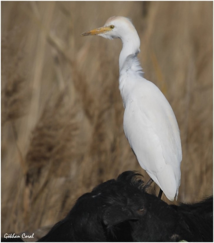 Sığır balıkçılı