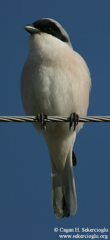 Karaalınlı örümcekkuşu