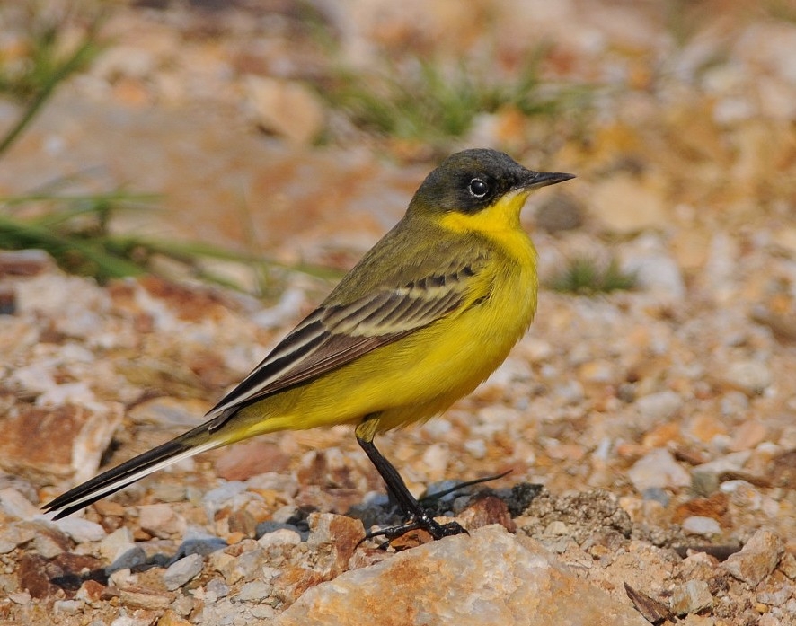 Sarı kuyruksallayan