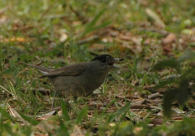Karabaşlı ötleğen