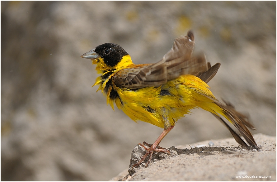 Karabaşlı kirazkuşu