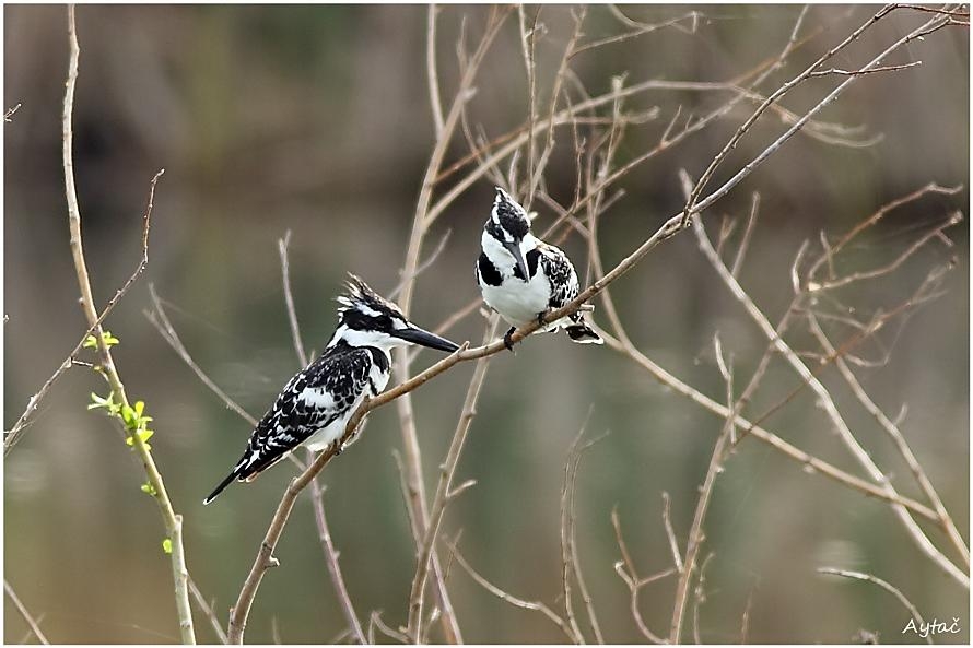 Alaca yalıçapkını