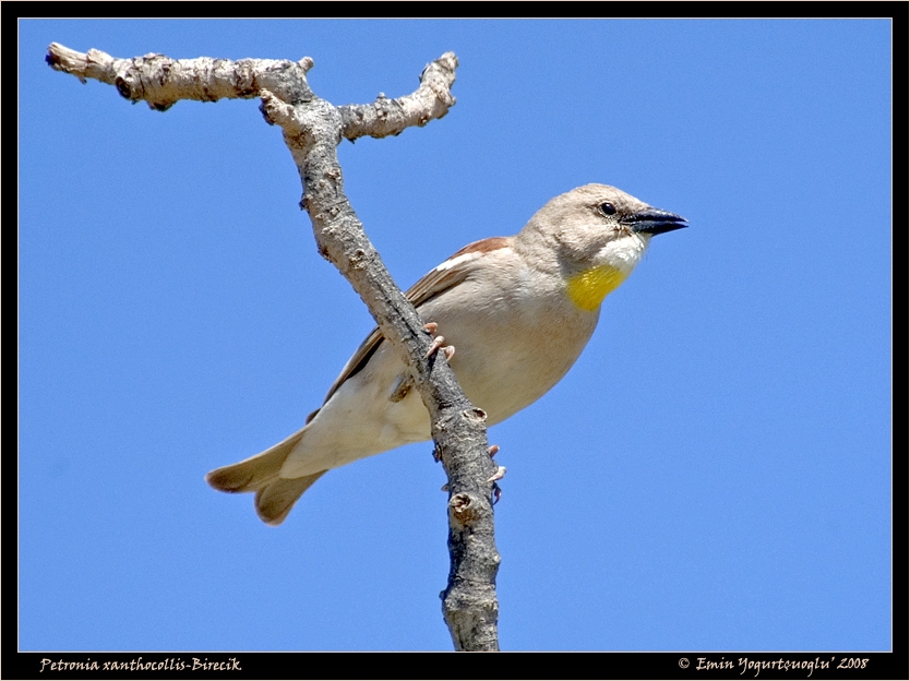 Sarıboğazlı serçe