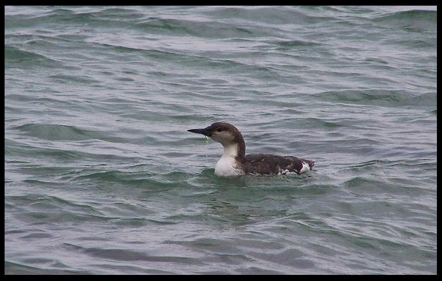 Karagerdanlı dalgıç