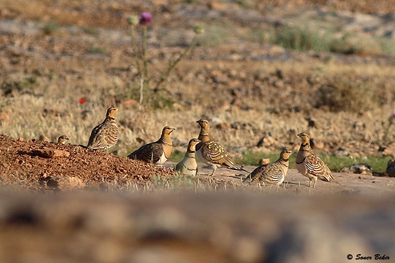 Kılkuyruk bağırtlak
