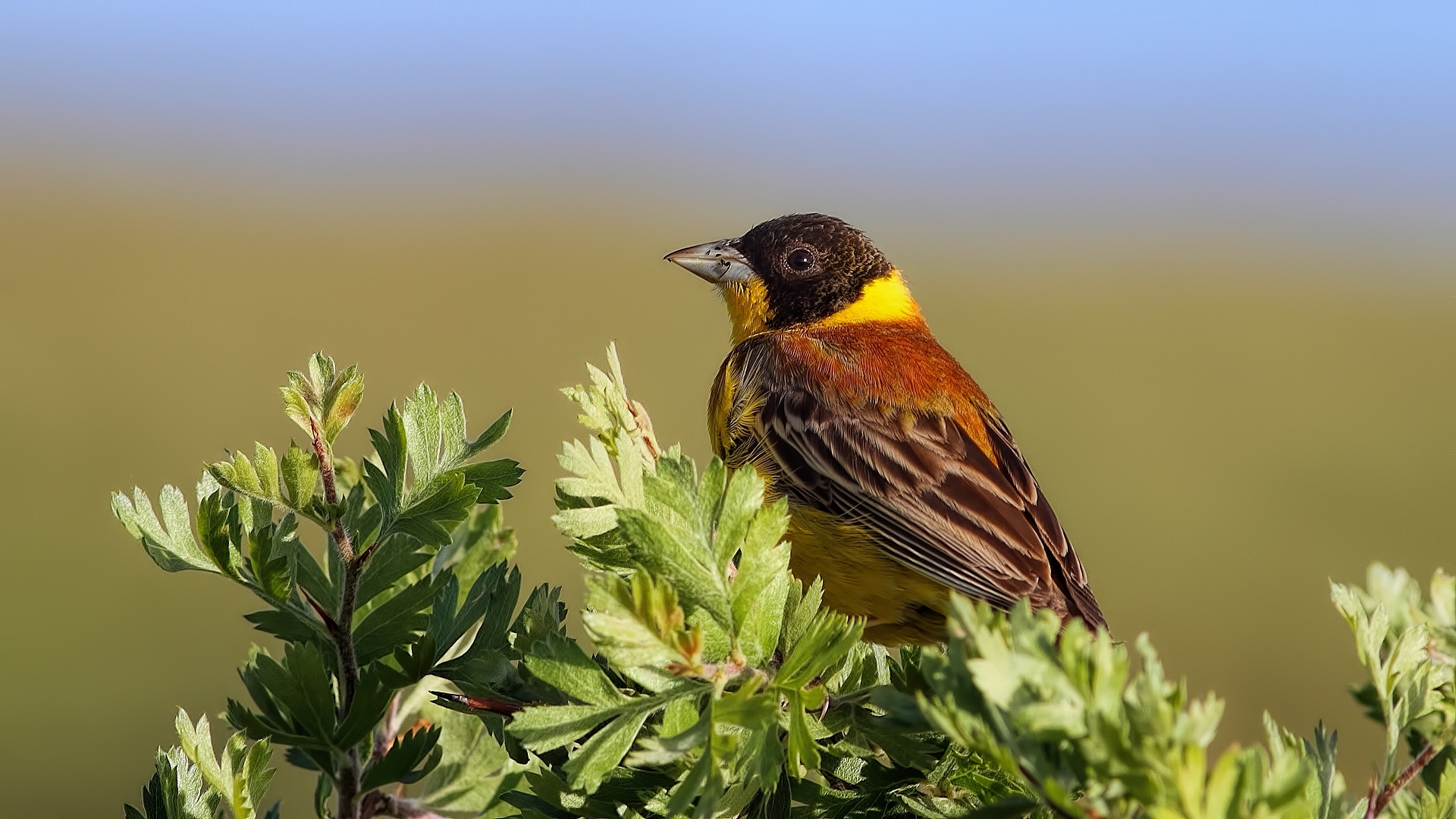 Karabaşlı kirazkuşu