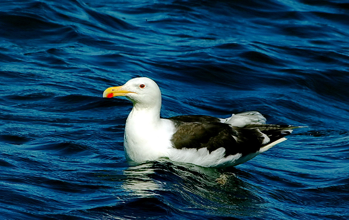 Büyük karasırtlı martı