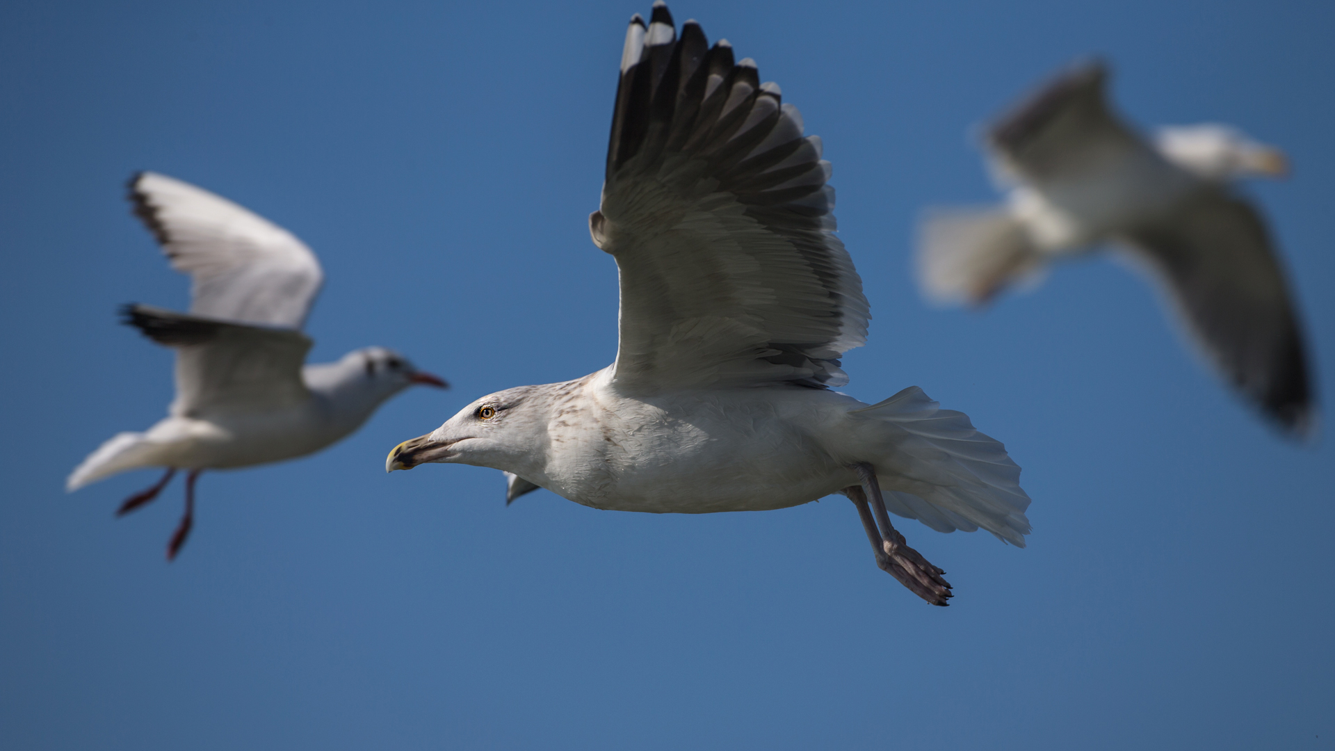 Büyük karasırtlı martı » Great Black-backed Gull » Larus marinus