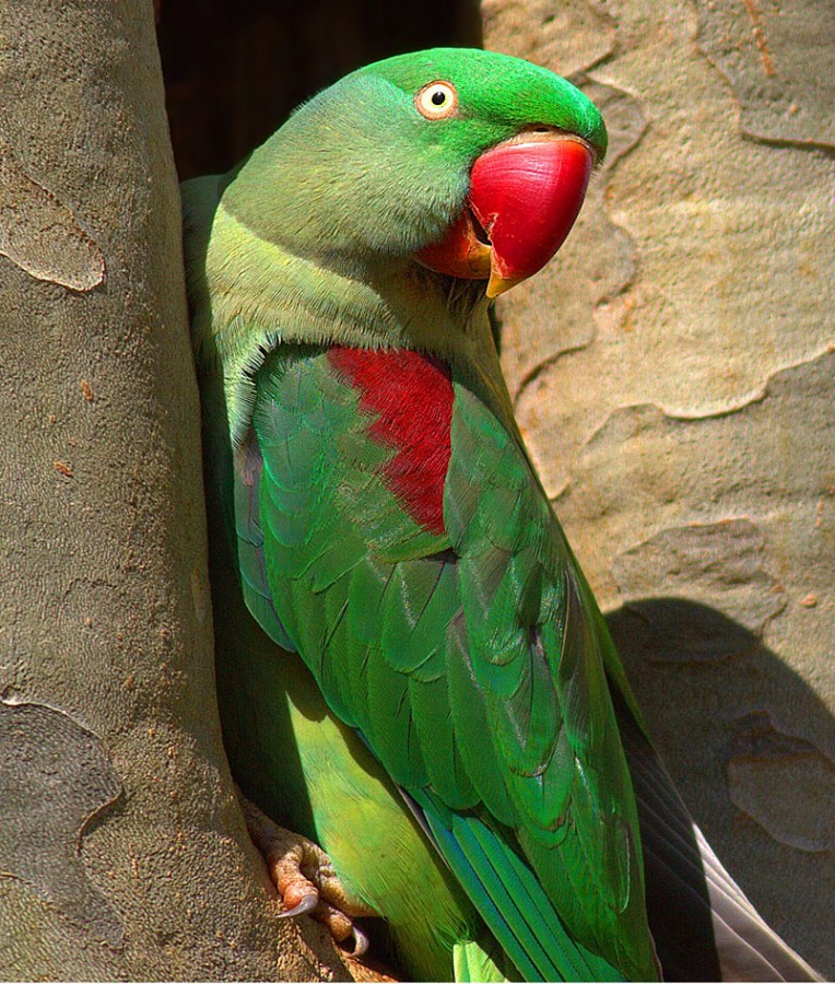 İskender papağanı