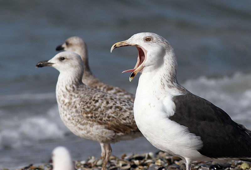 Büyük karasırtlı martı