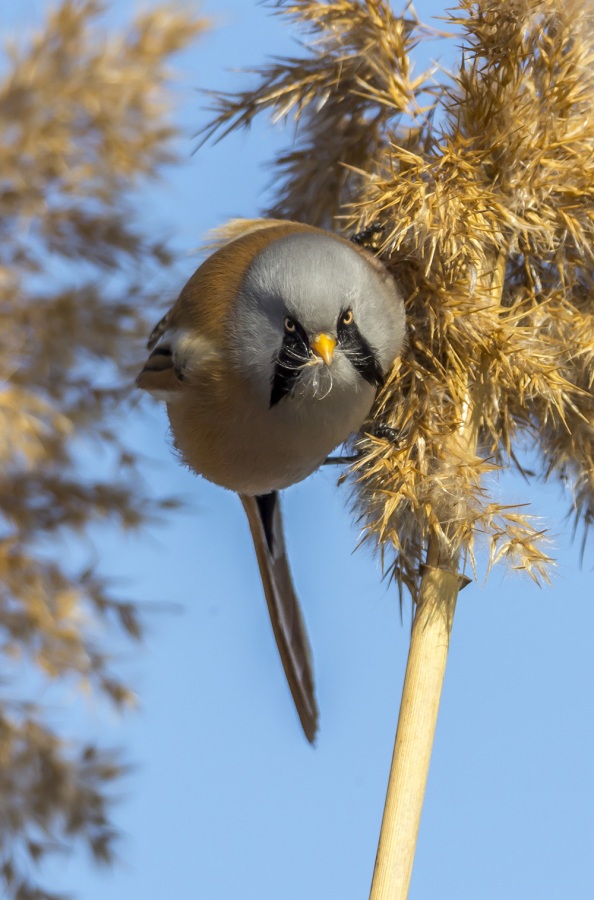 Bıyıklı baştankara