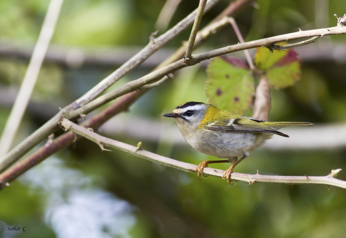 Sürmeli çalıkuşu
