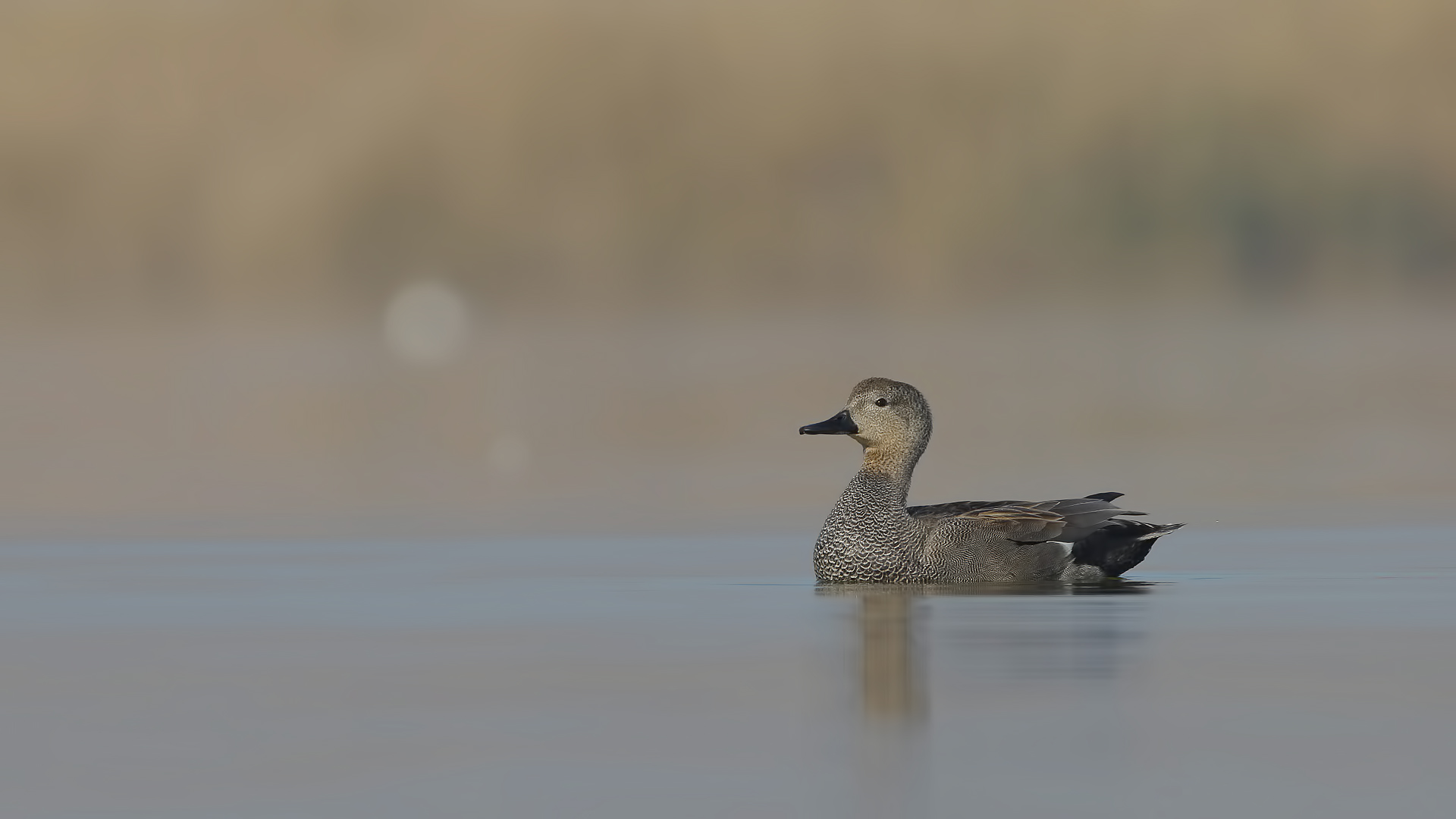 Boz ördek » Gadwall » Mareca strepera