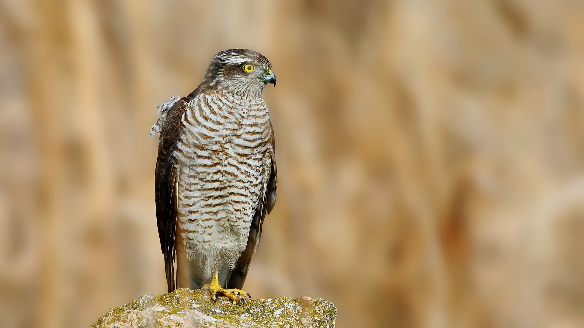 Atmaca » Eurasian Sparrowhawk » Accipiter nisus