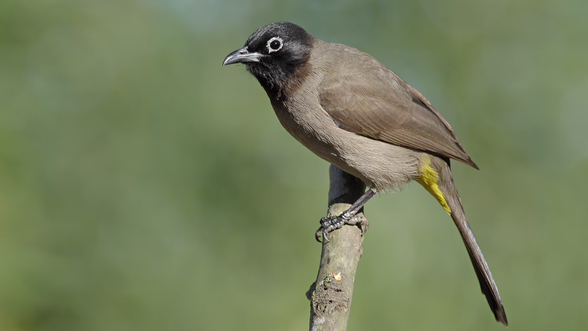 Arapbülbülü » White-spectacled Bulbul » Pycnonotus xanthopygos