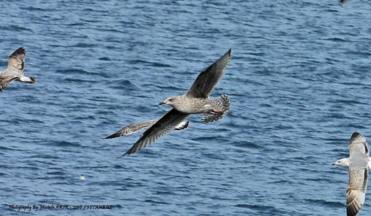 Kuzey gümüş martı