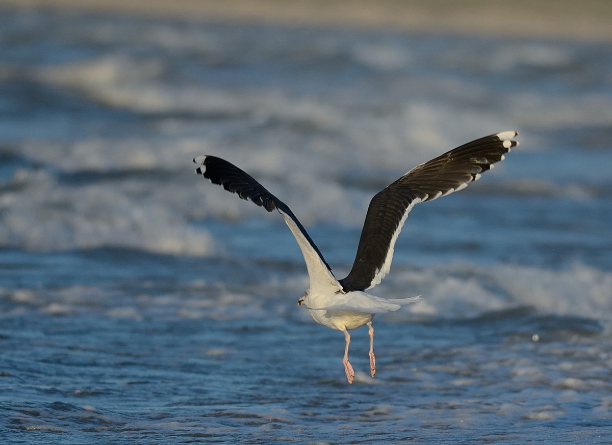 Büyük karasırtlı martı