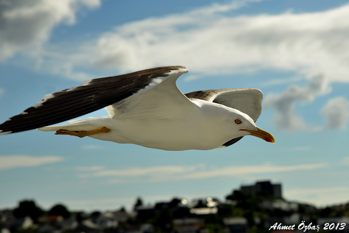Büyük karasırtlı martı