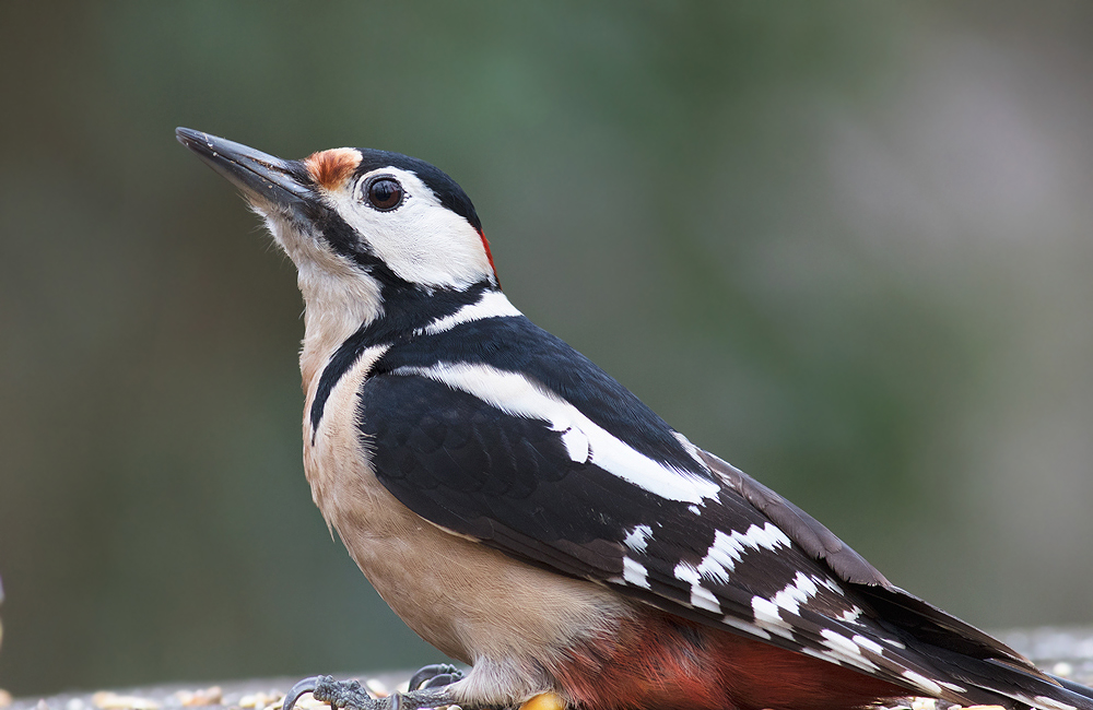 Orman alaca ağaçkakanı