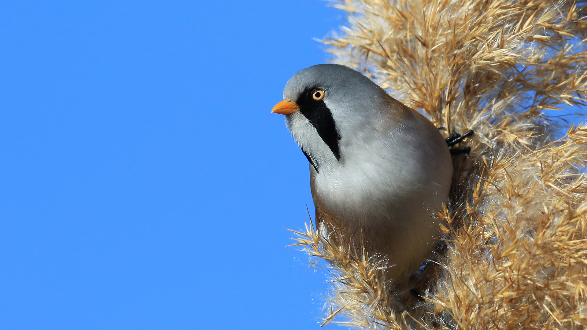 Bıyıklı baştankara