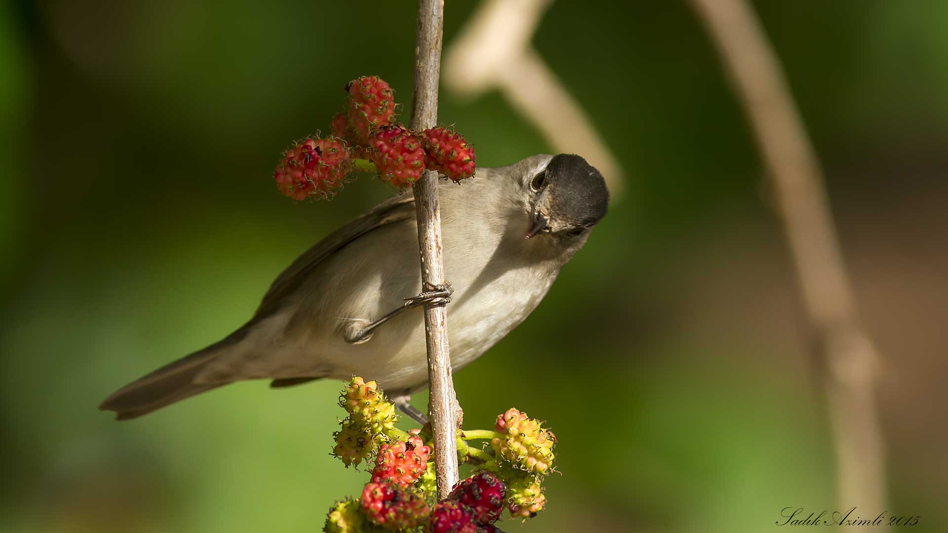 Karabaşlı ötleğen