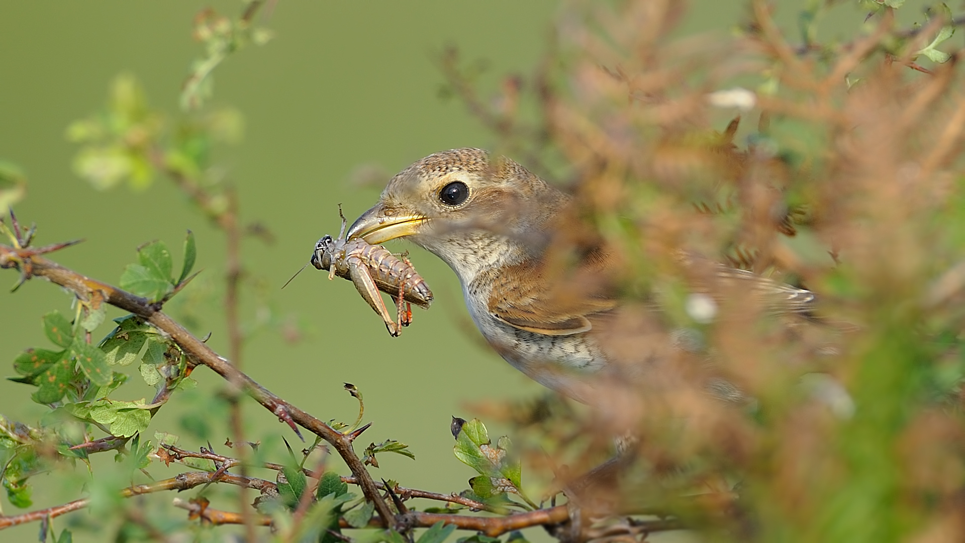 Kızılsırtlı örümcekkuşu » Red-backed Shrike » Lanius collurio