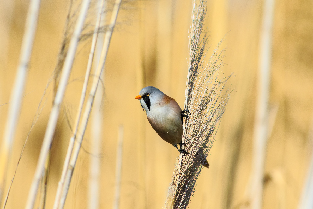 Bıyıklı baştankara