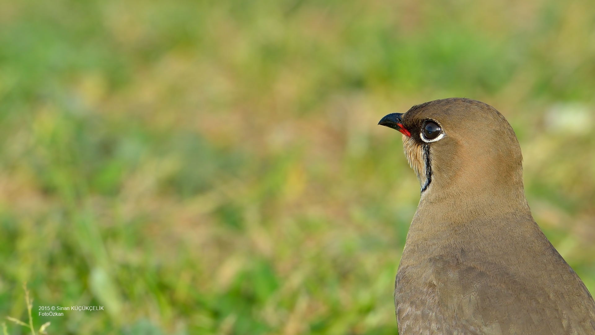 Bataklıkkırlangıcı