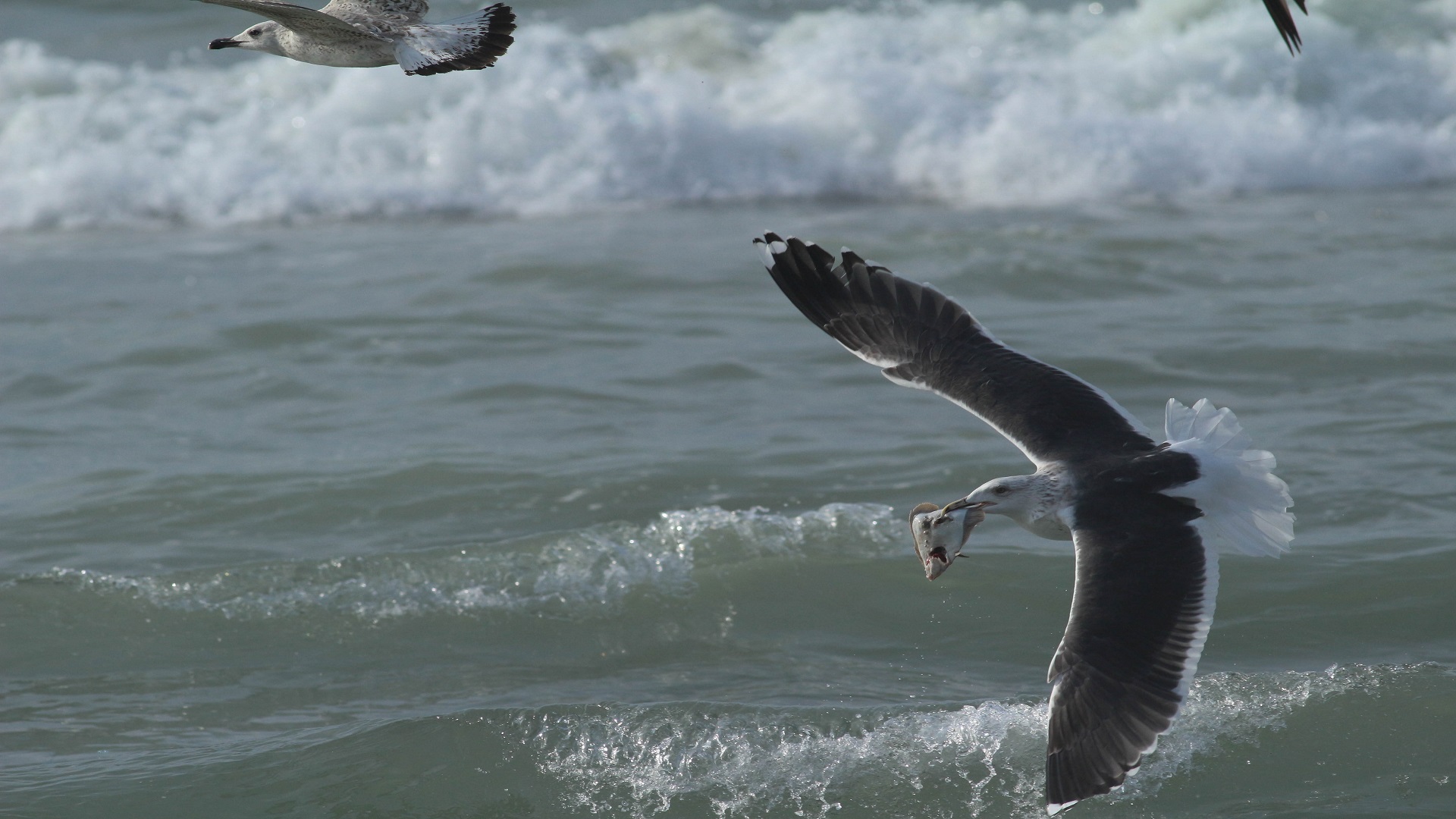 Büyük karasırtlı martı