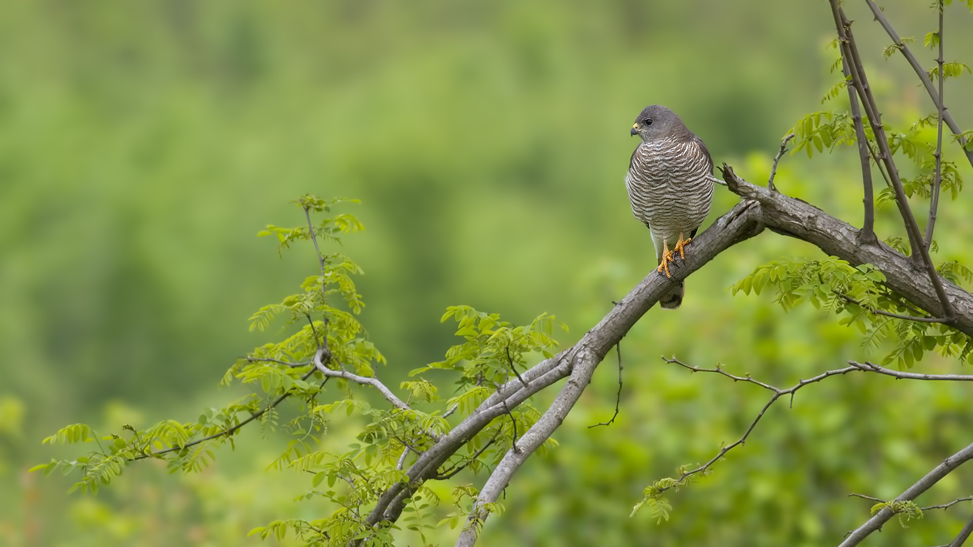 Yaz atmacası » Levant Sparrowhawk » Accipiter brevipes