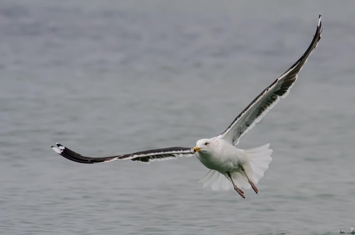 Büyük karasırtlı martı