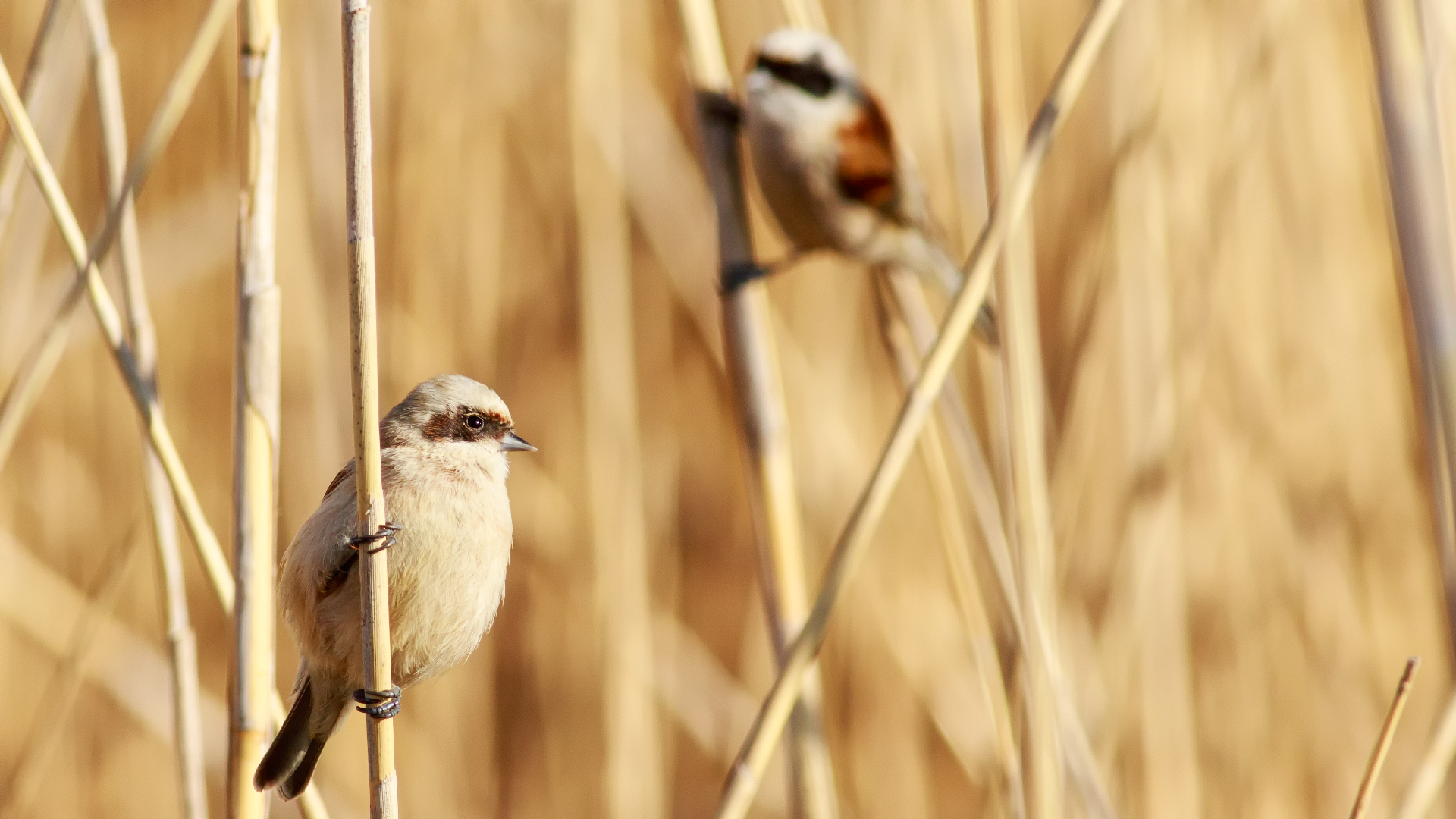 Çulhakuşu » Eurasian Penduline Tit » Remiz pendulinus