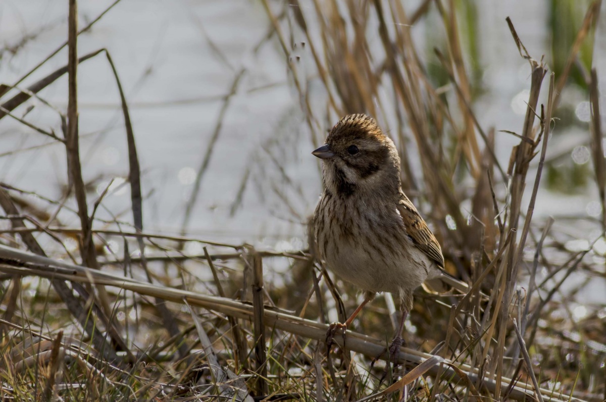 Bataklık Kirazkuşu