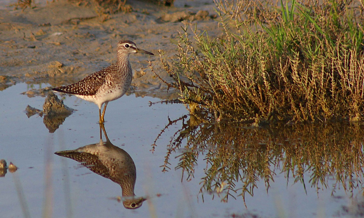 Orman düdükçünü