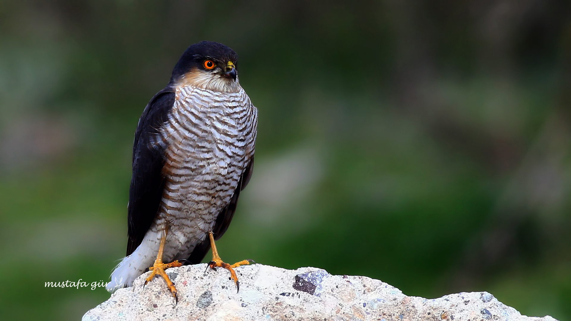 Atmaca » Eurasian Sparrowhawk » Accipiter nisus