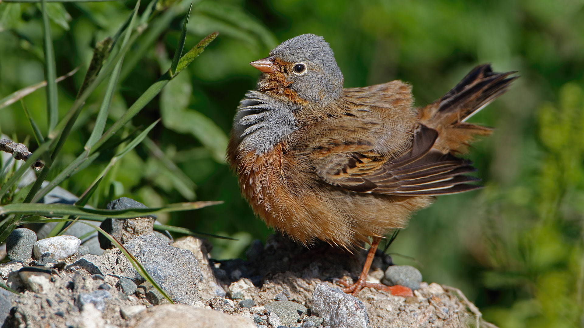 Kızıl kirazkuşu » Cretzschmar`s Bunting » Emberiza caesia