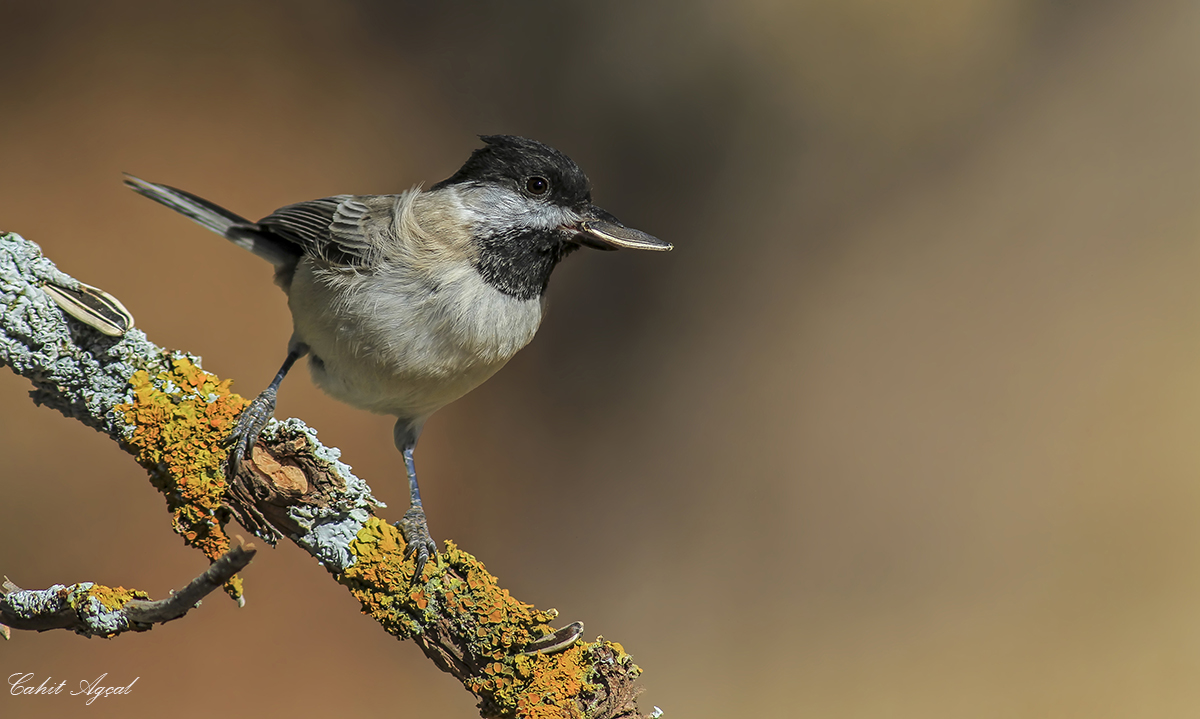 Akyanaklı baştankara