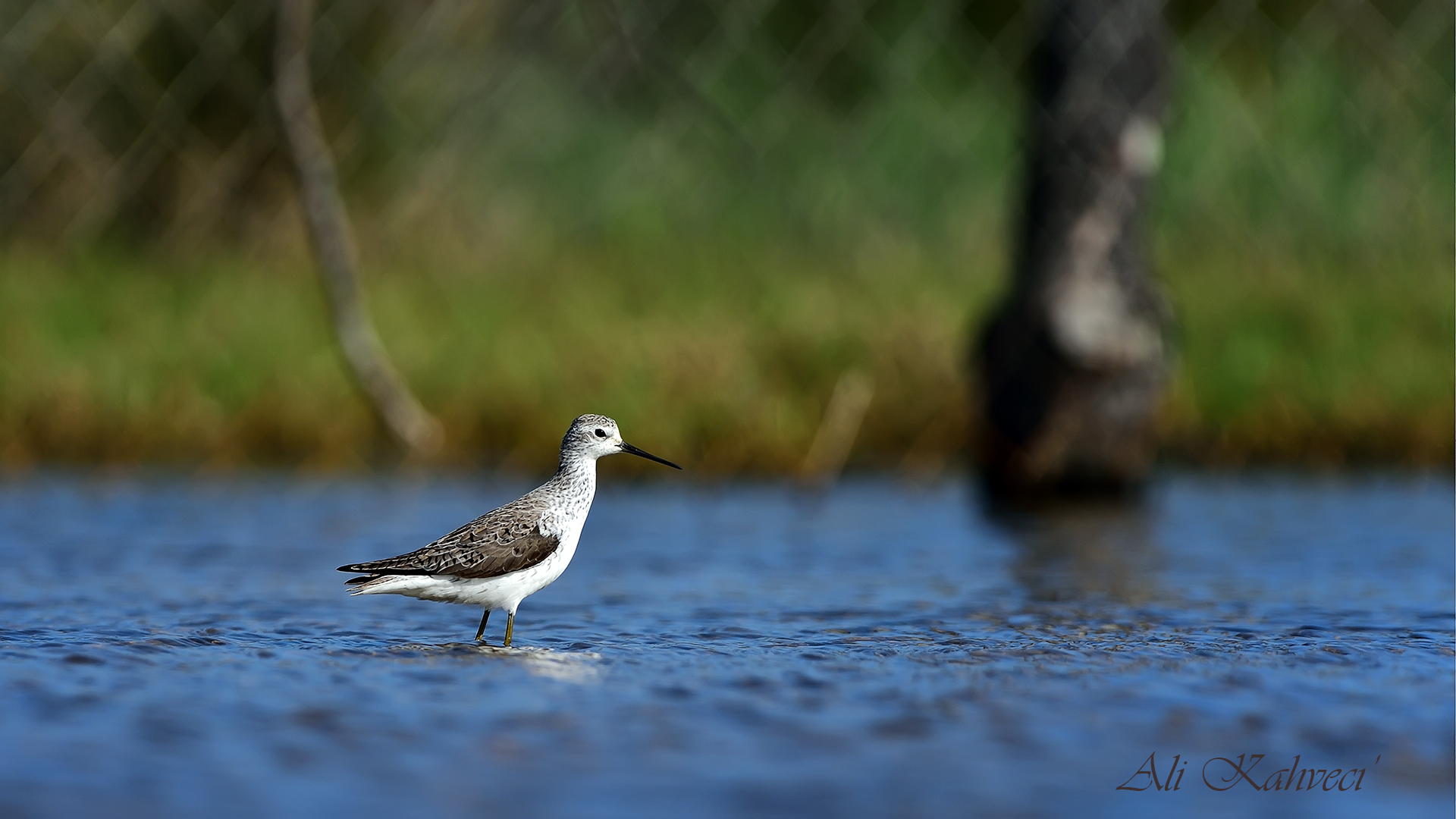 Bataklık düdükçünü