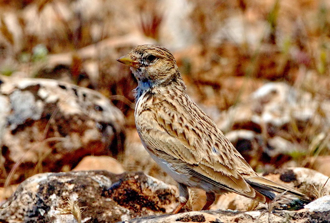 Türkistan çorak toygarı