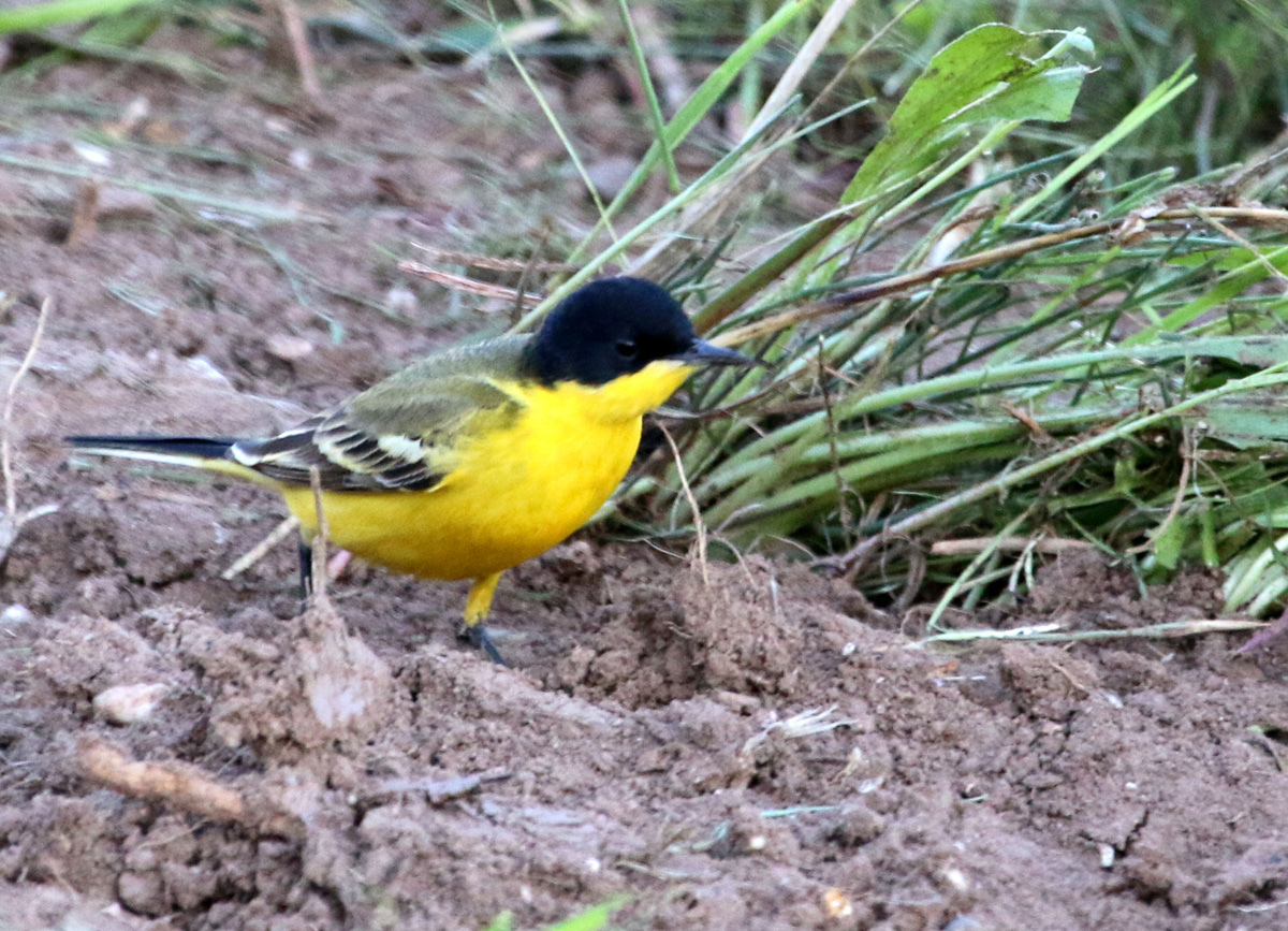 Sarı kuyruksallayan