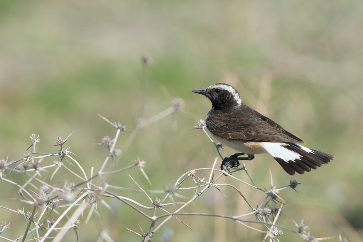 Kıbrıs kuyrukkakanı
