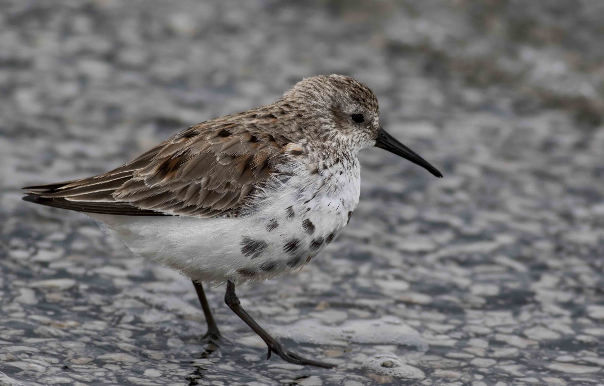 Karakarınlı kumkuşu