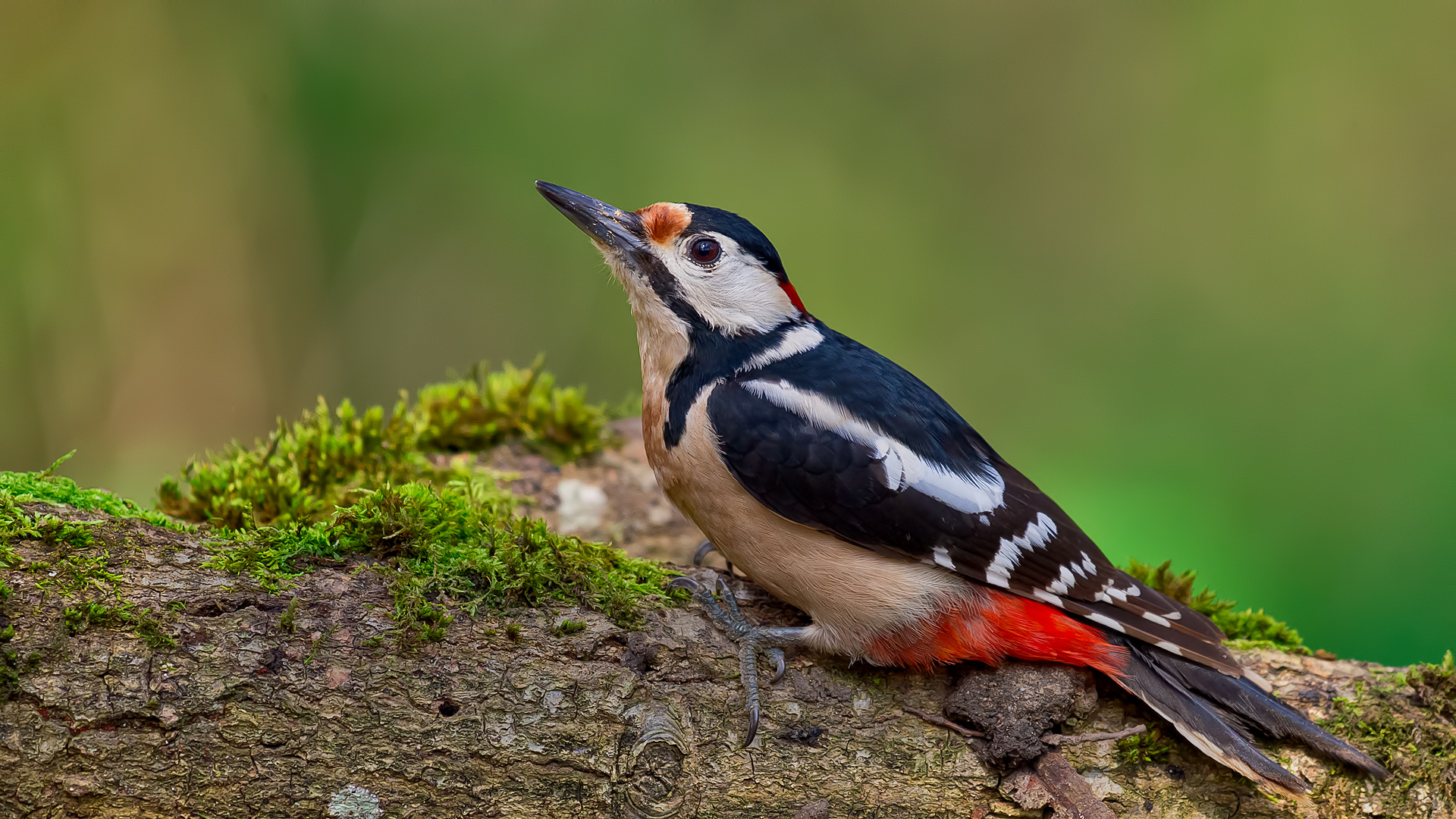Orman alaca ağaçkakanı » Great Spotted Woodpecker » Dendrocopos major