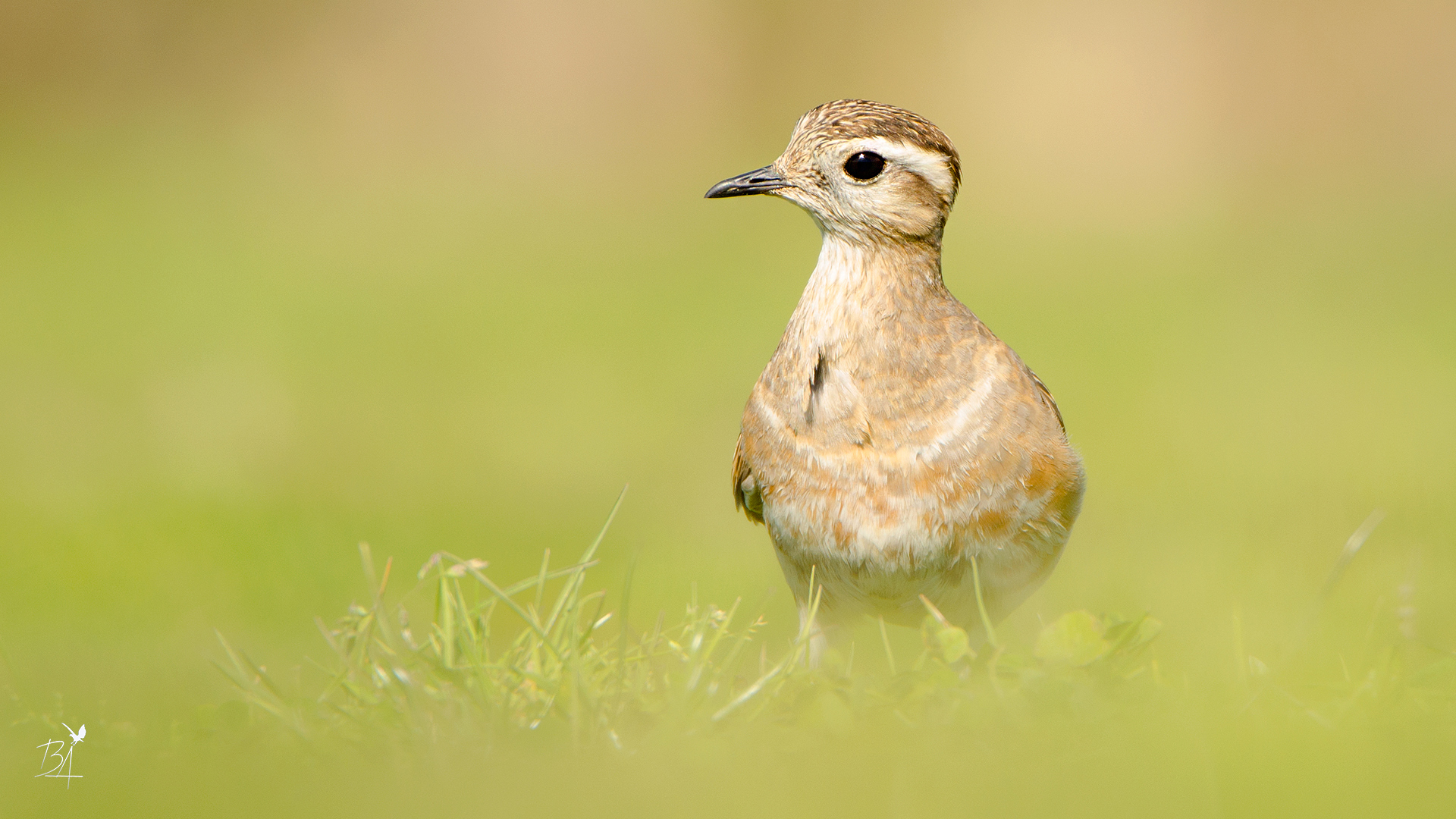 Dağ cılıbıtı » Eurasian Dotterel » Charadrius morinellus