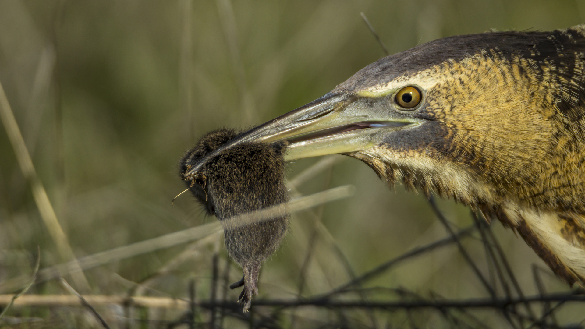 Balaban » Eurasian Bittern » Botaurus stellaris