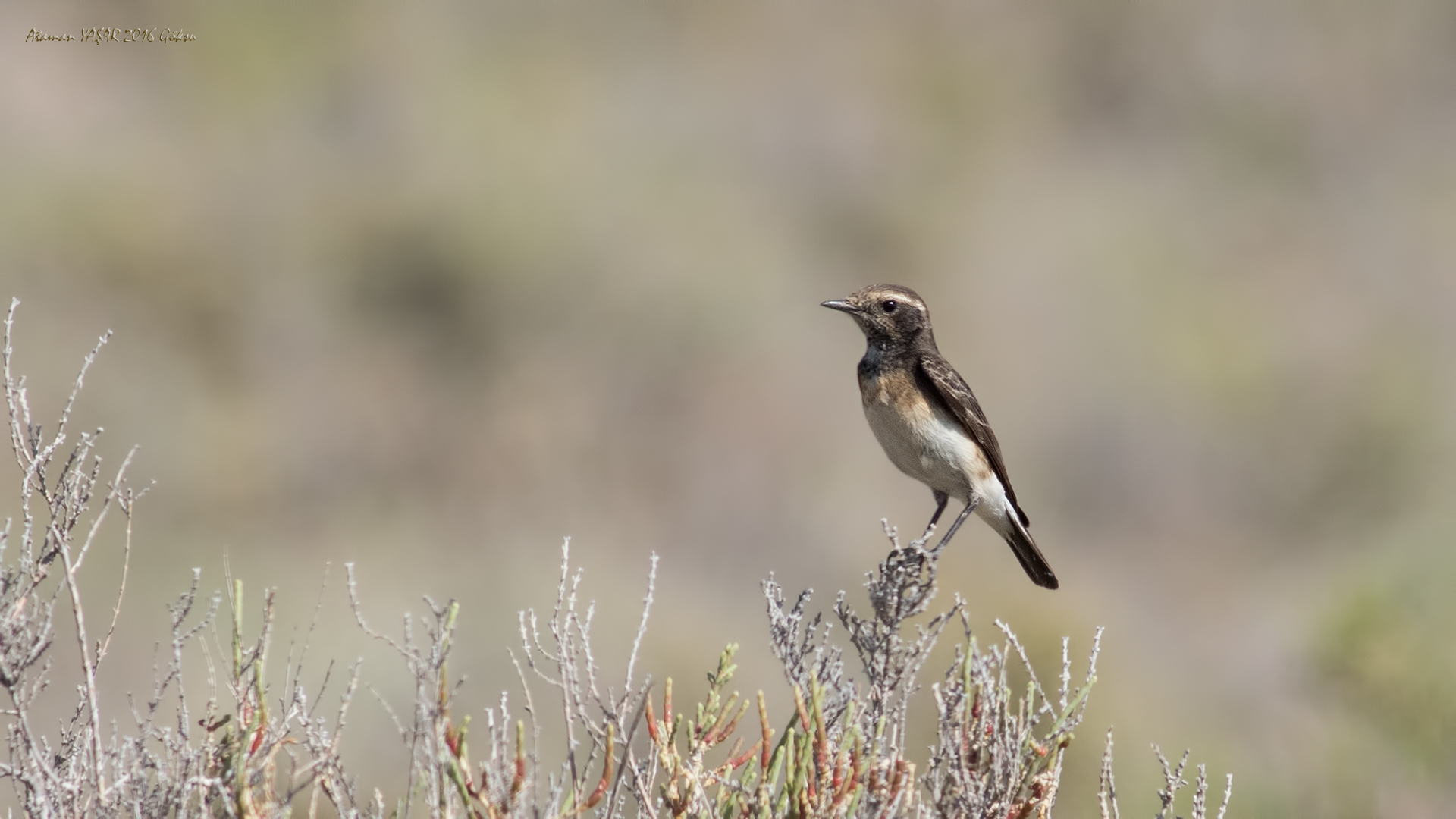 Kıbrıs kuyrukkakanı