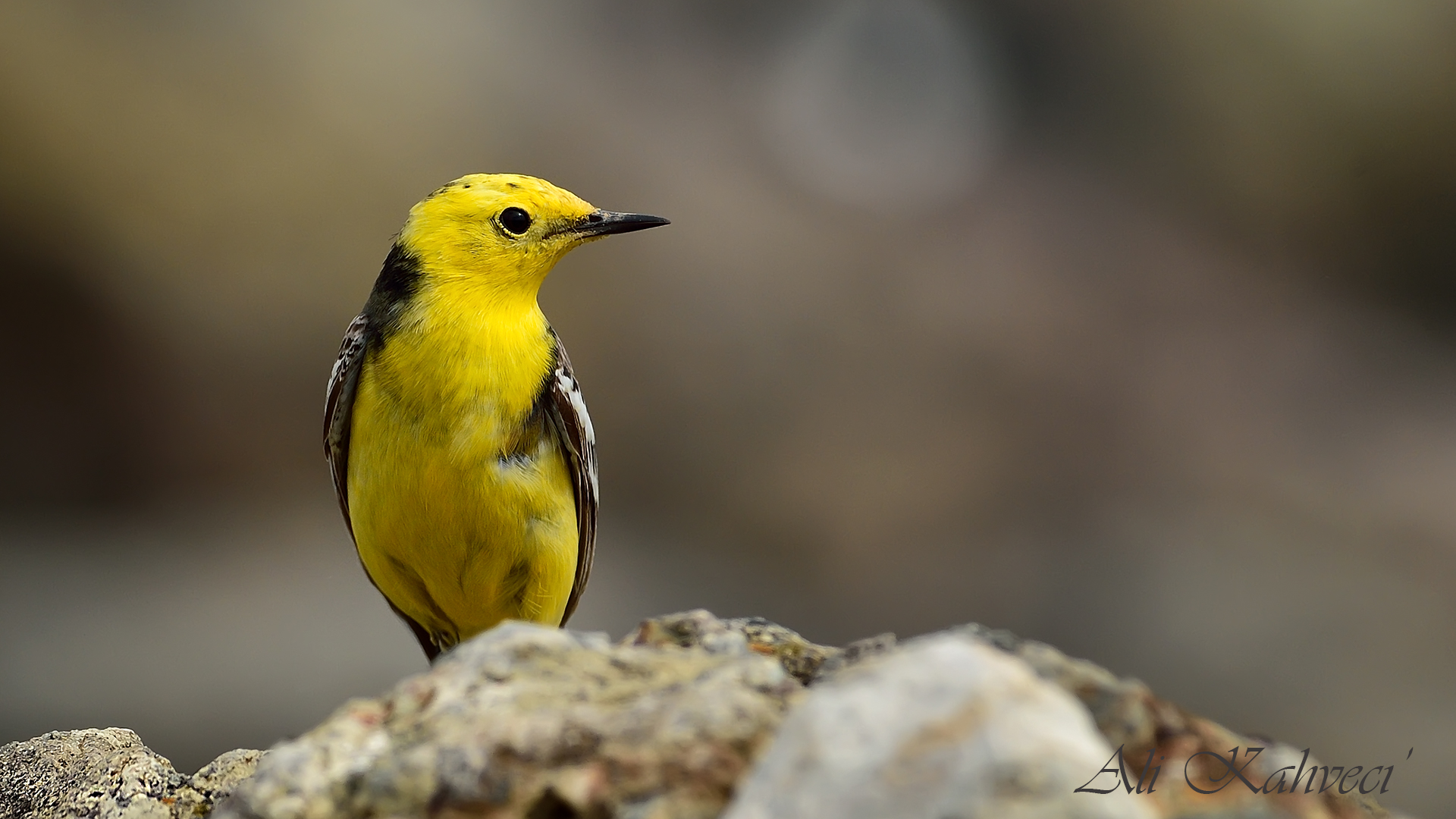 Sarıbaşlı kuyruksallayan