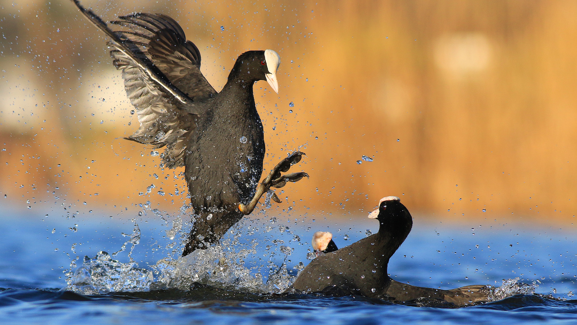 Sakarmeke » Eurasian Coot » Fulica atra