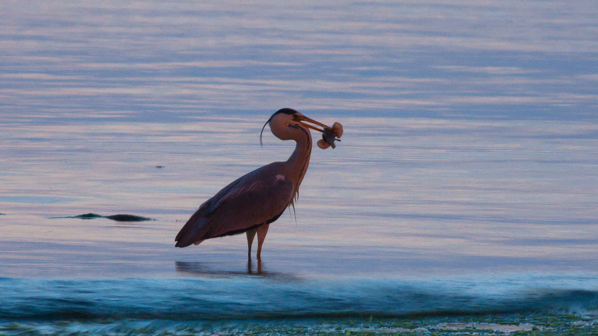 Gri balıkçıl » Grey Heron » Ardea cinerea