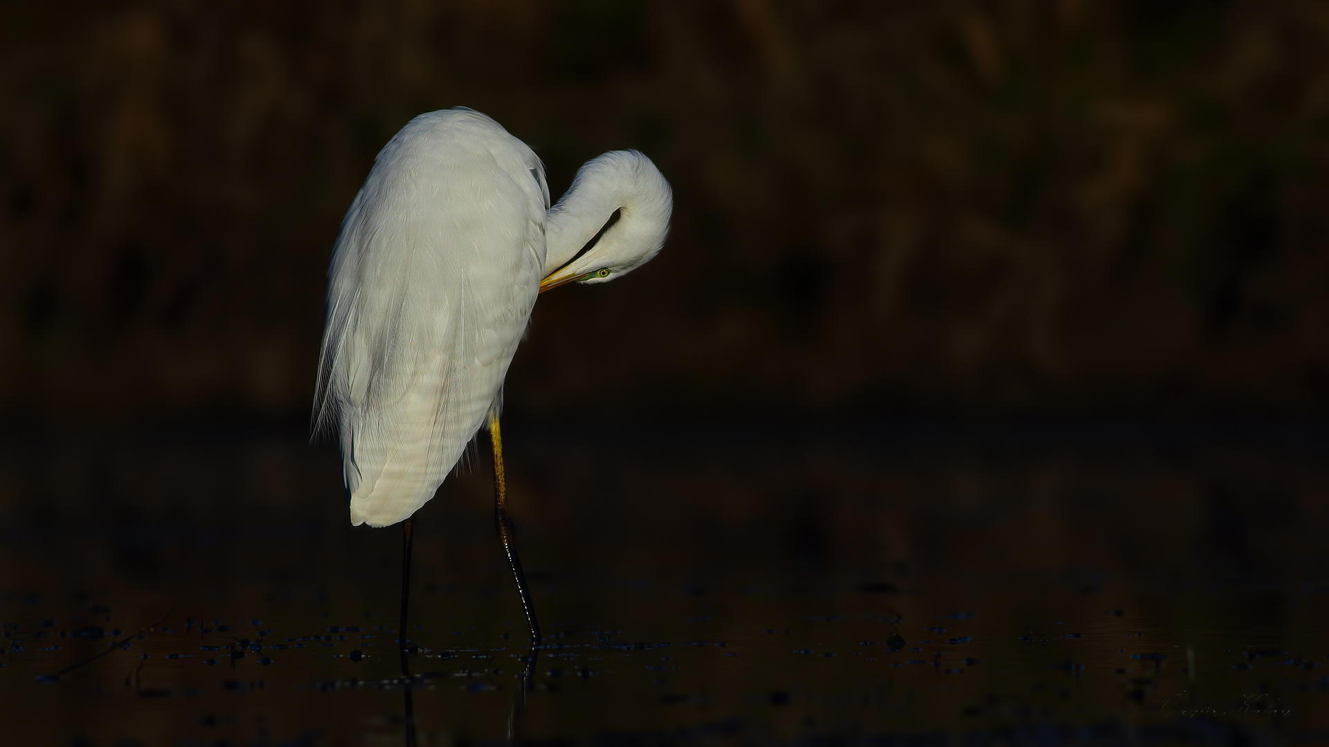 Büyük ak balıkçıl